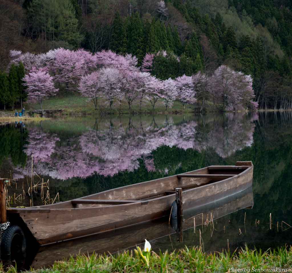 桜と湖