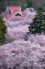 桜雲の朝