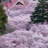 桜雲の朝