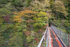 吊橋付近紅葉