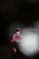 梅４