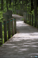 鳥の遊歩道