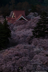 夕闇の桜雲