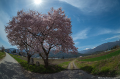 安曇野の桜