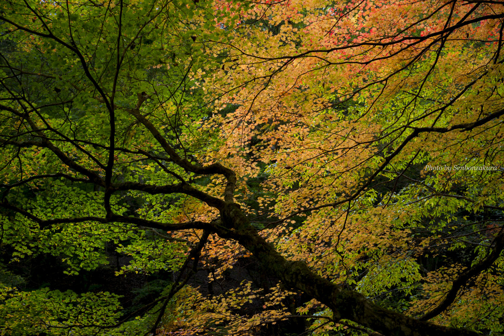 紅葉グラデーション