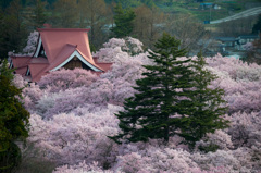 朝陽の桜雲