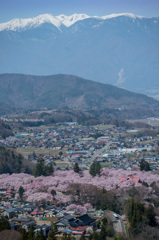 アルプスと高遠桜