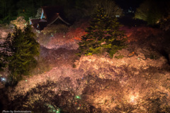 夜の桜雲２