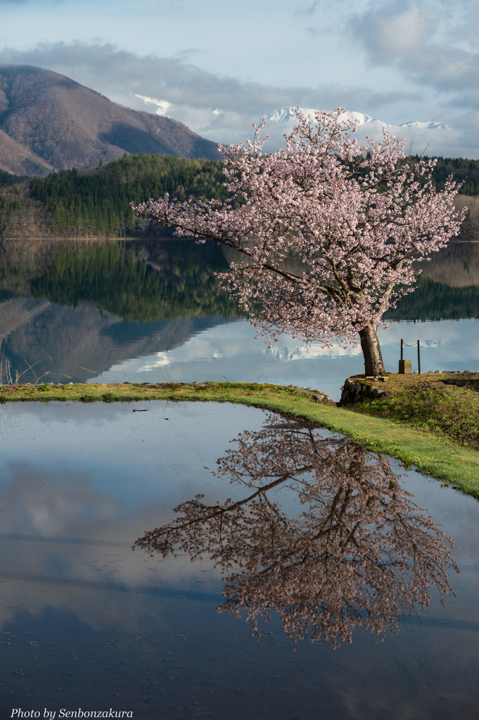 一本桜