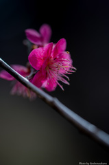 赤梅