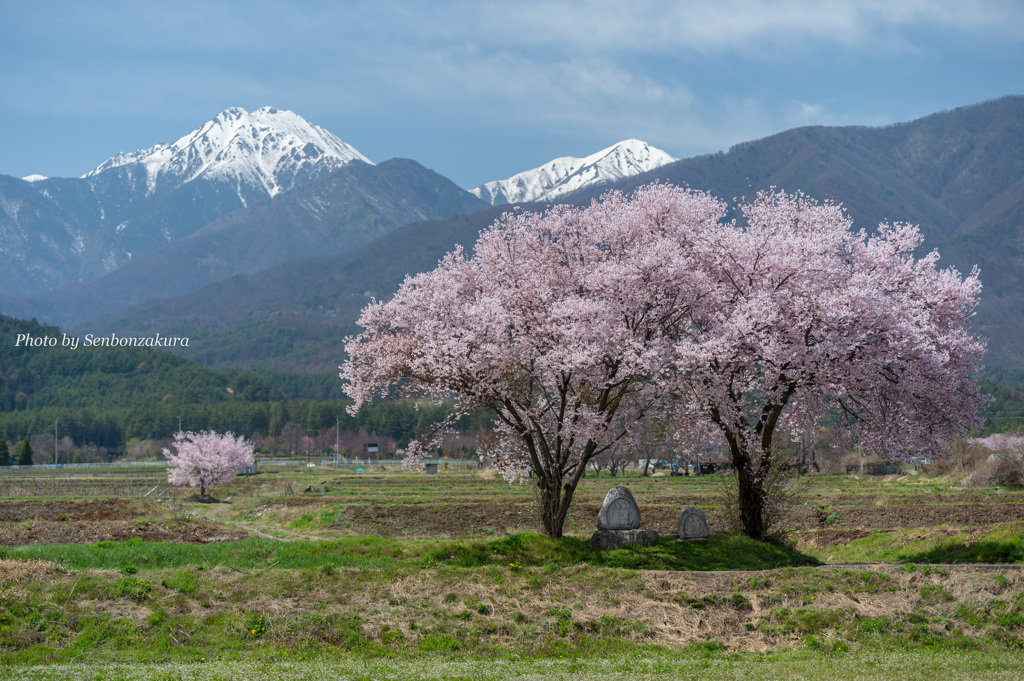 常念岳と桜2