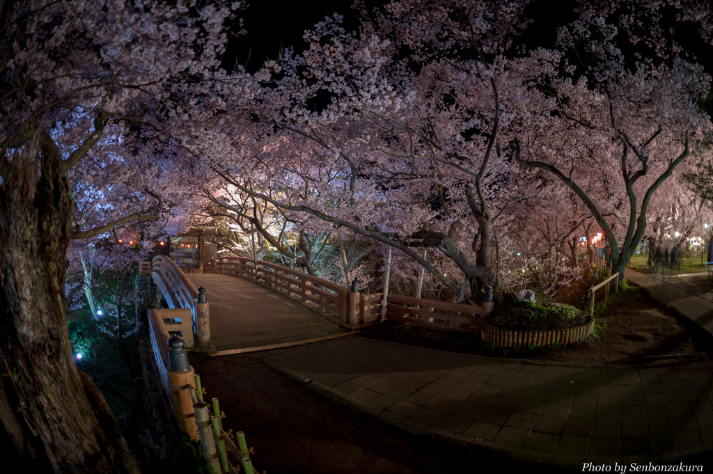 消灯後の桜雲橋