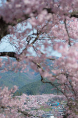 サクラIN桜