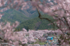 桜INサクラ