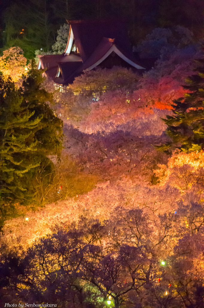 夜の桜雲