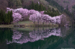 中綱湖の桜