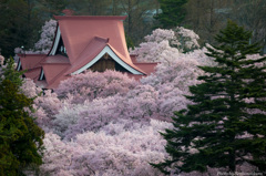 朝の桜雲