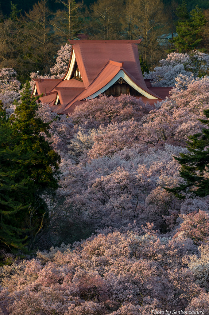 西陽を浴びた桜雲