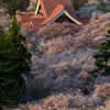 西陽を浴びた桜雲