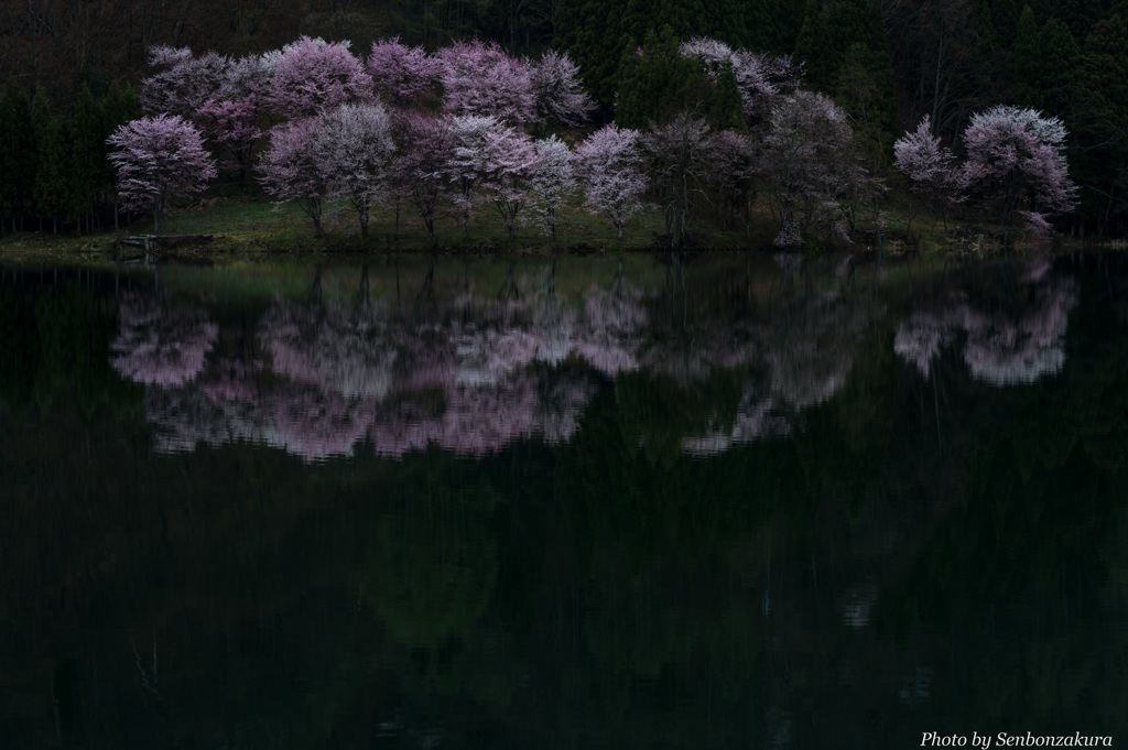 桜映る