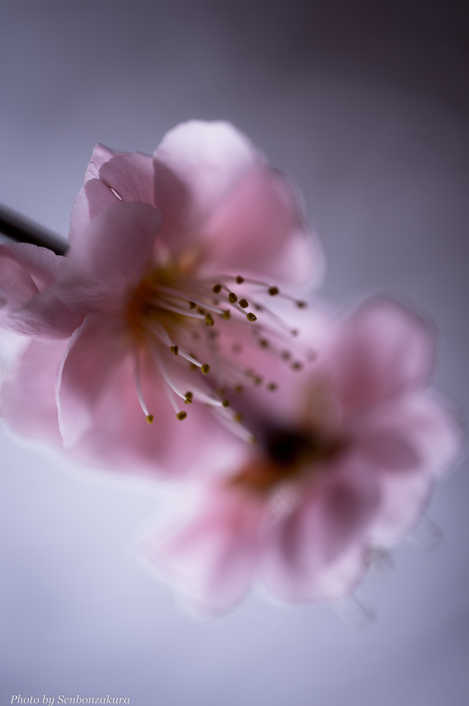 梅６