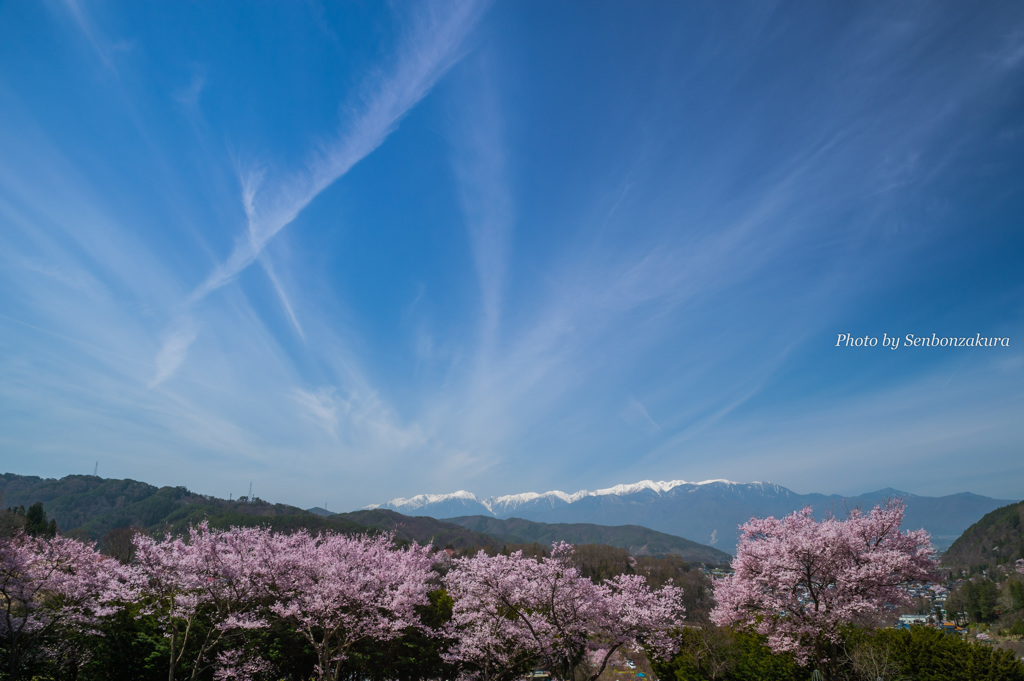 コヒガンザクラと青空