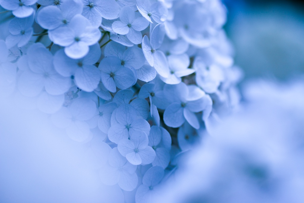 紫陽花