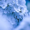 紫陽花