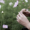 秋桜