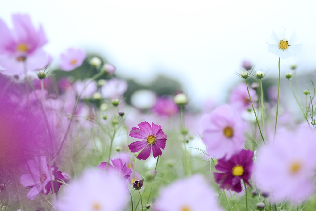 秋桜