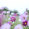 秋桜