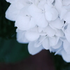 紫陽花