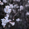白梅