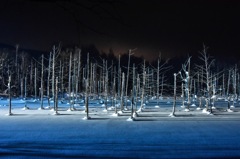 美瑛 青い池ライトアップ 