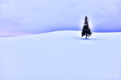 クリスマスツリーの木