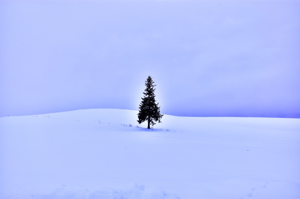 クリスマスつりーの木