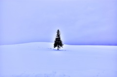 クリスマスつりーの木