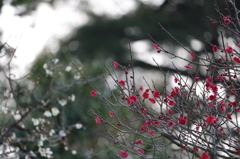 紅白