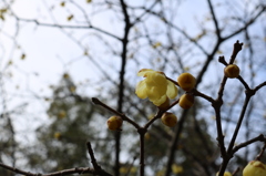 東山植物園