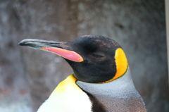 東山動物園、ぺんぎん