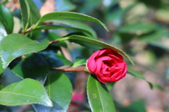 東山植物園その２