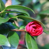 東山植物園その２