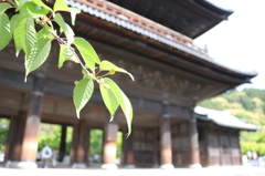 春の緑と