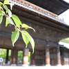 春の緑と