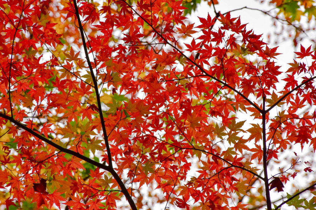 autumn star