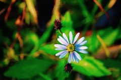 花