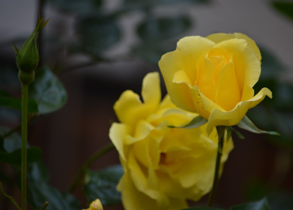 ゴールデンシャワー