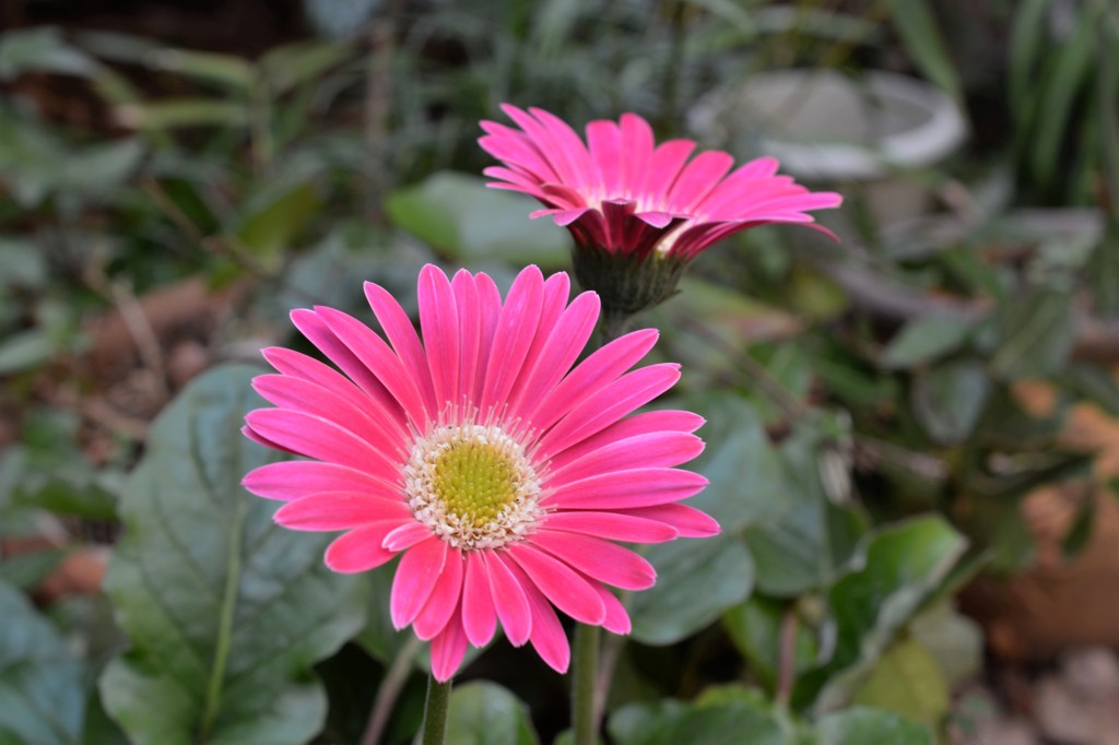 ガーデンガーベラ