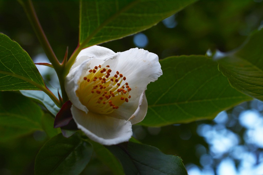 夏椿