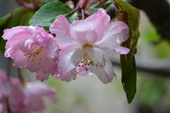 雨のハナカイドウ